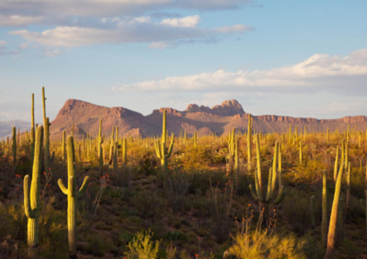 Sonoran Desert